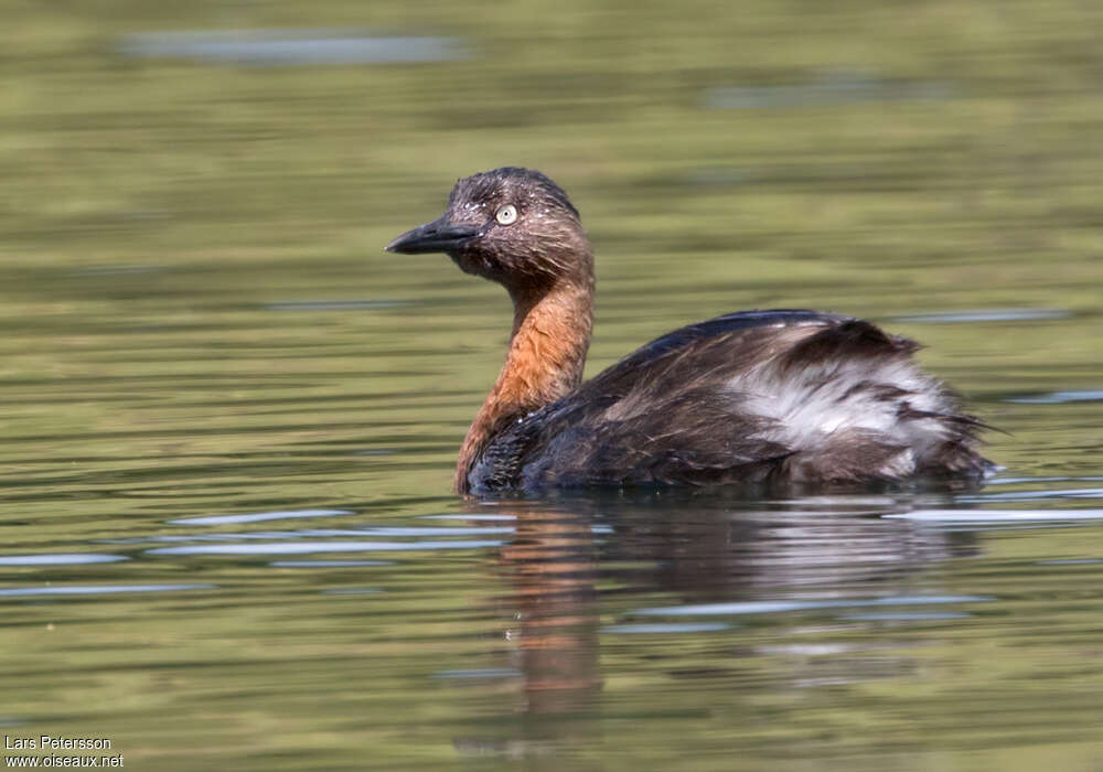 New Zealand Grebeadult, identification