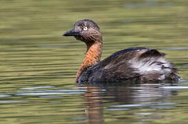 New Zealand Grebe