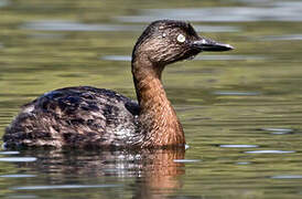 New Zealand Grebe