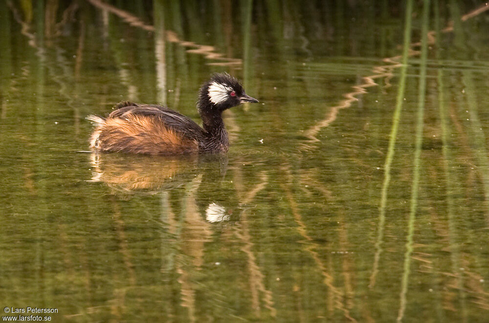 White-tufted Grebe