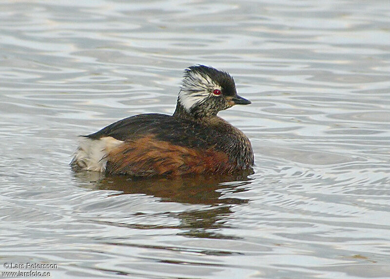 White-tufted Grebe