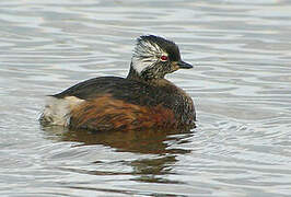 White-tufted Grebe