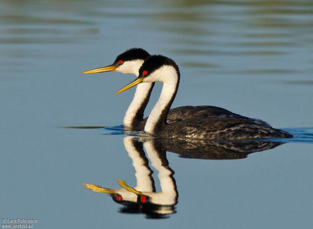 Western Grebe