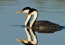 Western Grebe