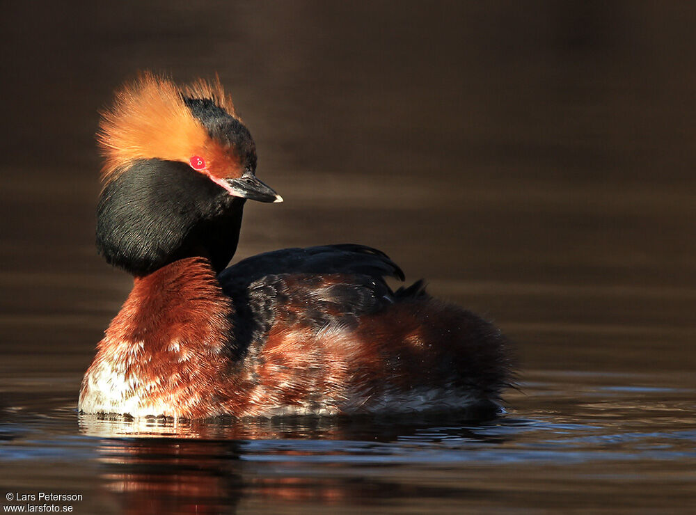 Horned Grebe