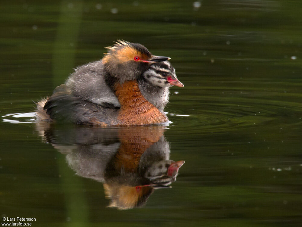 Horned Grebe