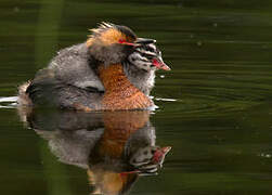 Horned Grebe