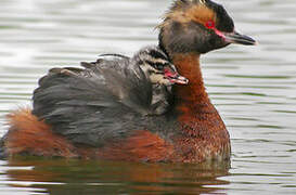 Horned Grebe