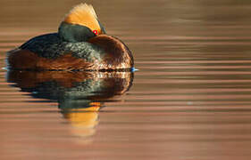 Horned Grebe