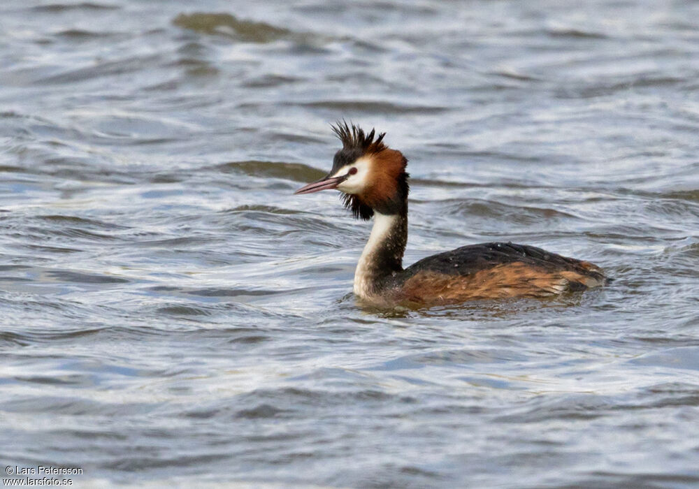 Great Crested Grebe