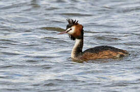 Great Crested Grebe