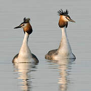 Great Crested Grebe