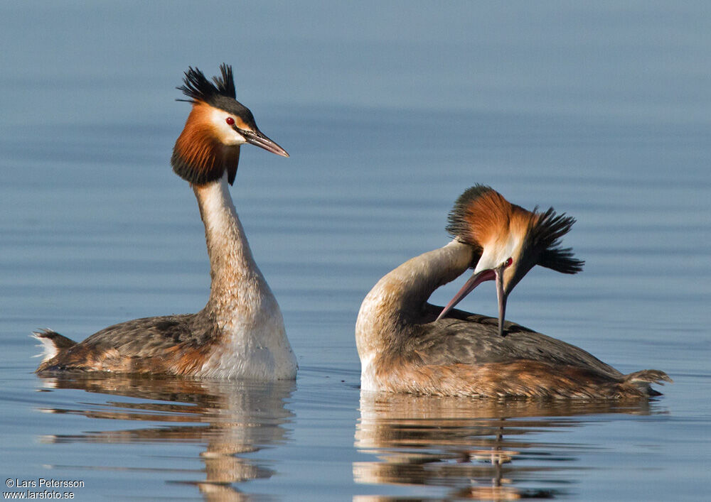 Great Crested Grebe