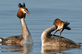 Great Crested Grebe