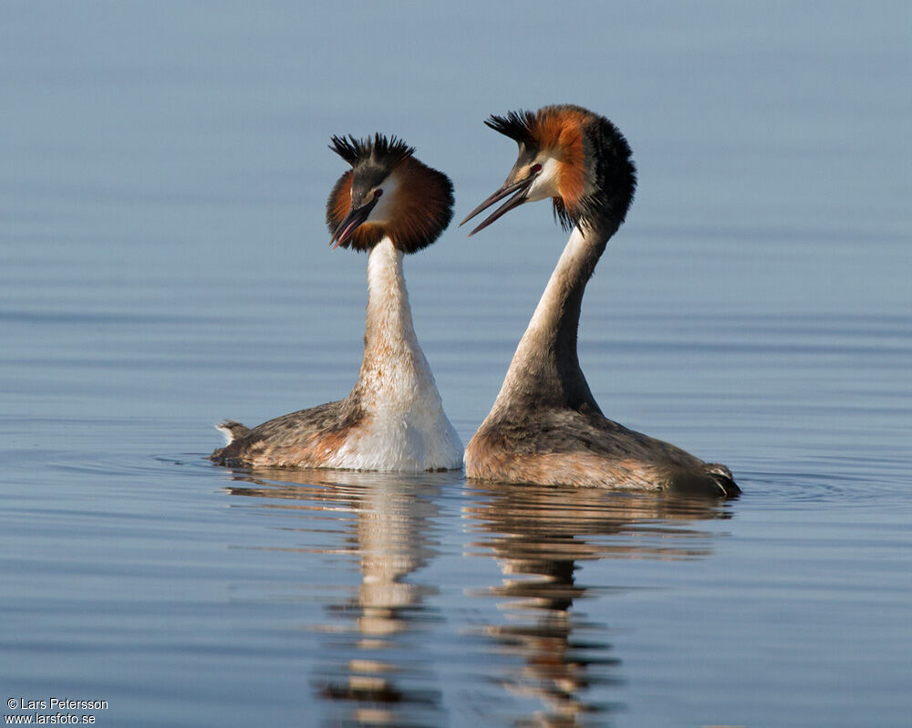 Great Crested Grebe