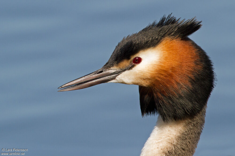 Great Crested Grebe