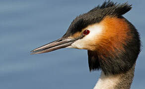 Great Crested Grebe