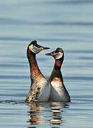 Red-necked Grebe