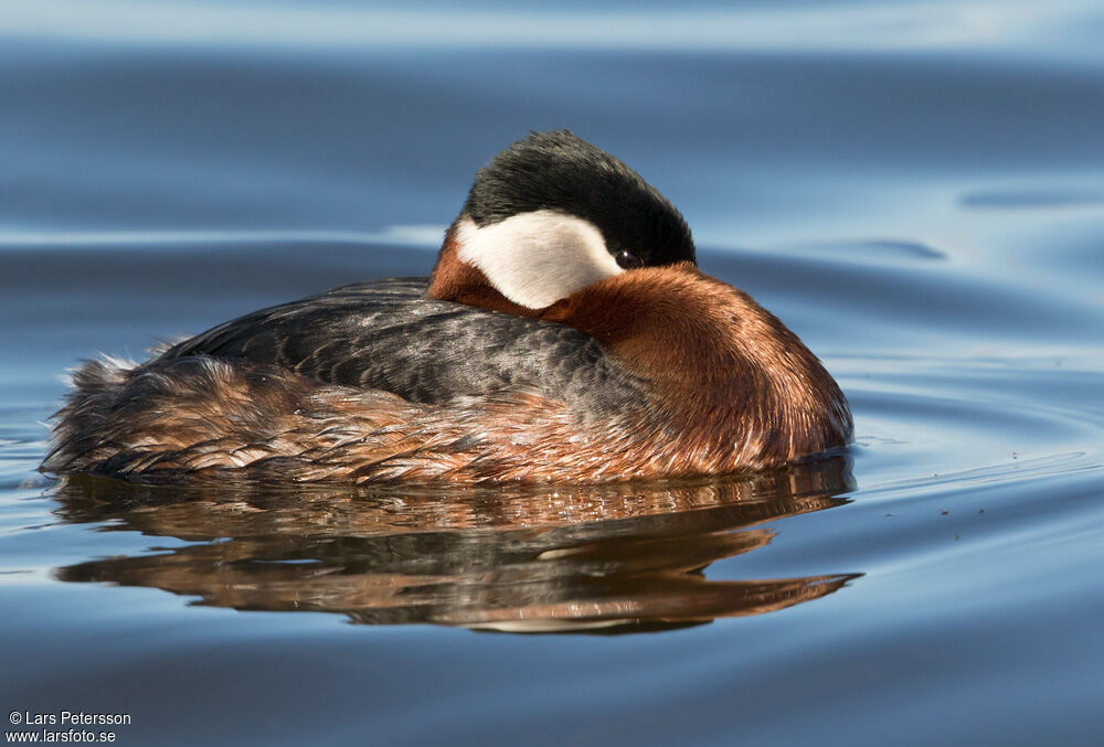 Red-necked Grebe