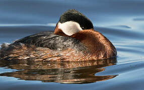 Red-necked Grebe