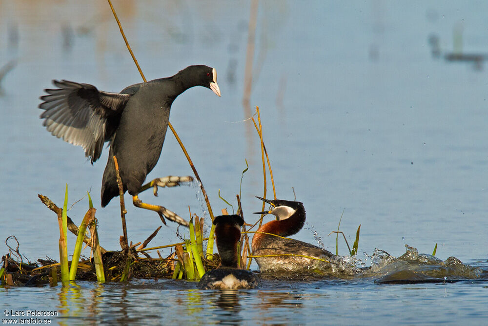 Red-necked Grebe