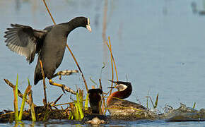 Red-necked Grebe