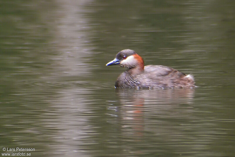 Madagascar Grebe