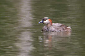 Madagascar Grebe