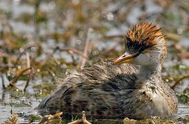 Titicaca Grebe