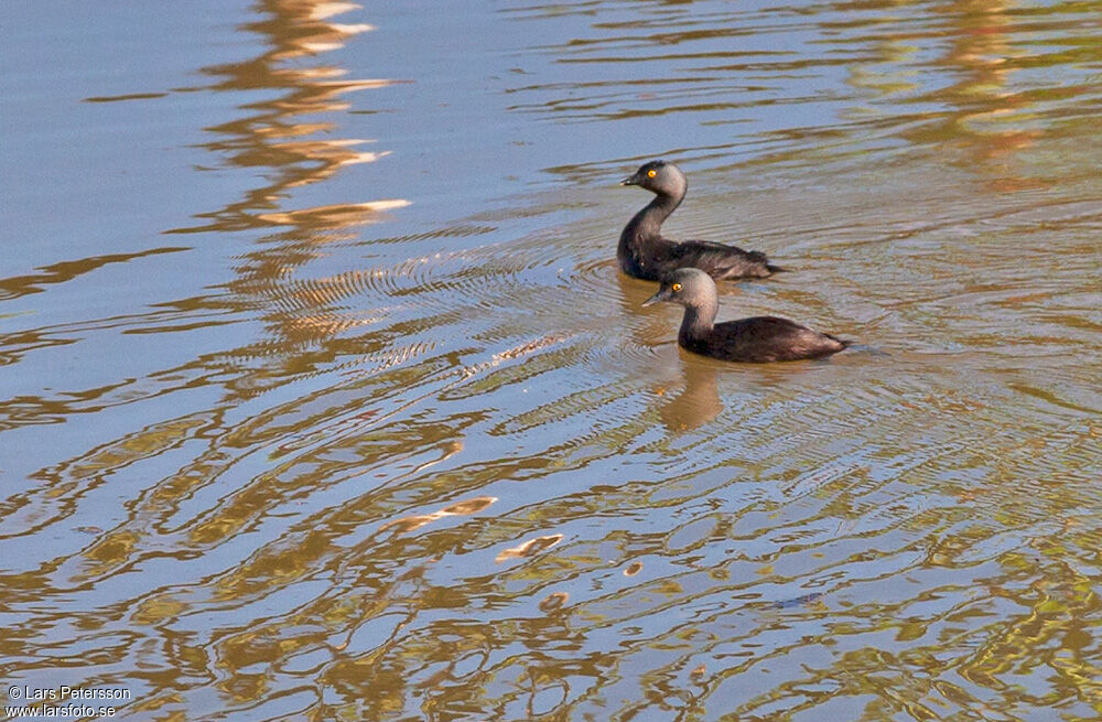 Least Grebe