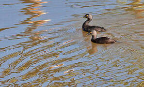 Least Grebe