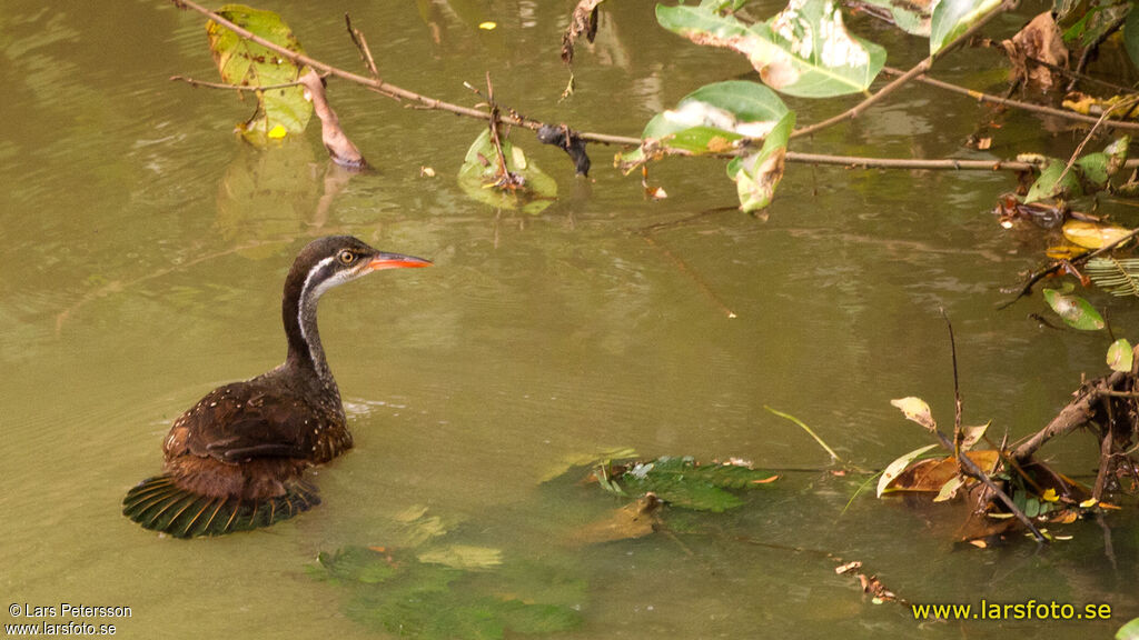 African Finfoot