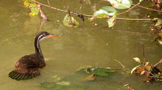 African Finfoot