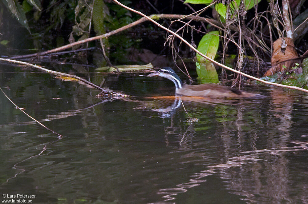 Sungrebe