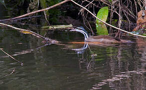 Sungrebe