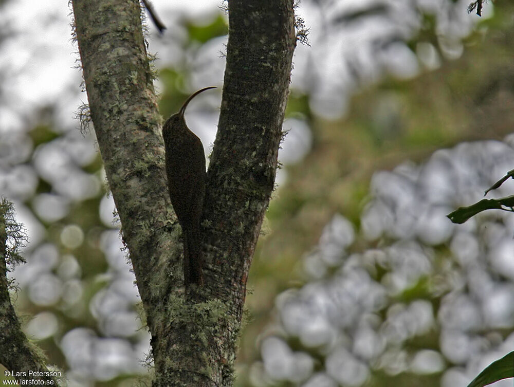 Brown-billed Scythebill