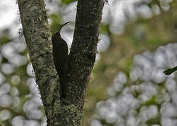 Brown-billed Scythebill