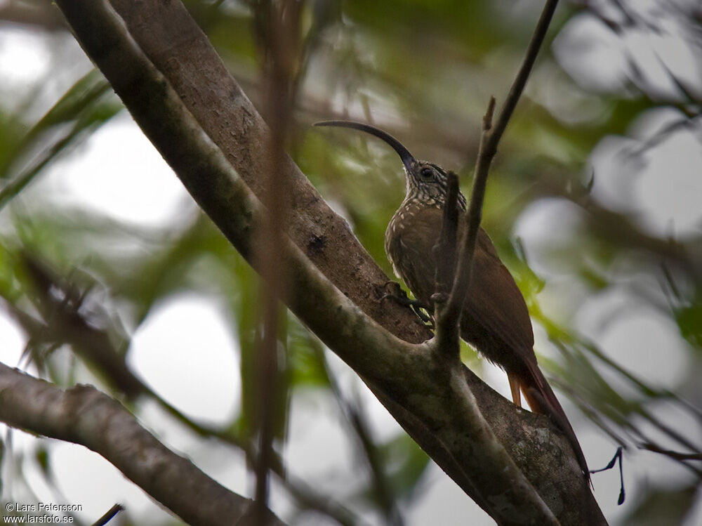 Black-billed Scythebill