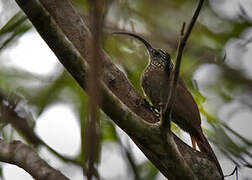 Black-billed Scythebill