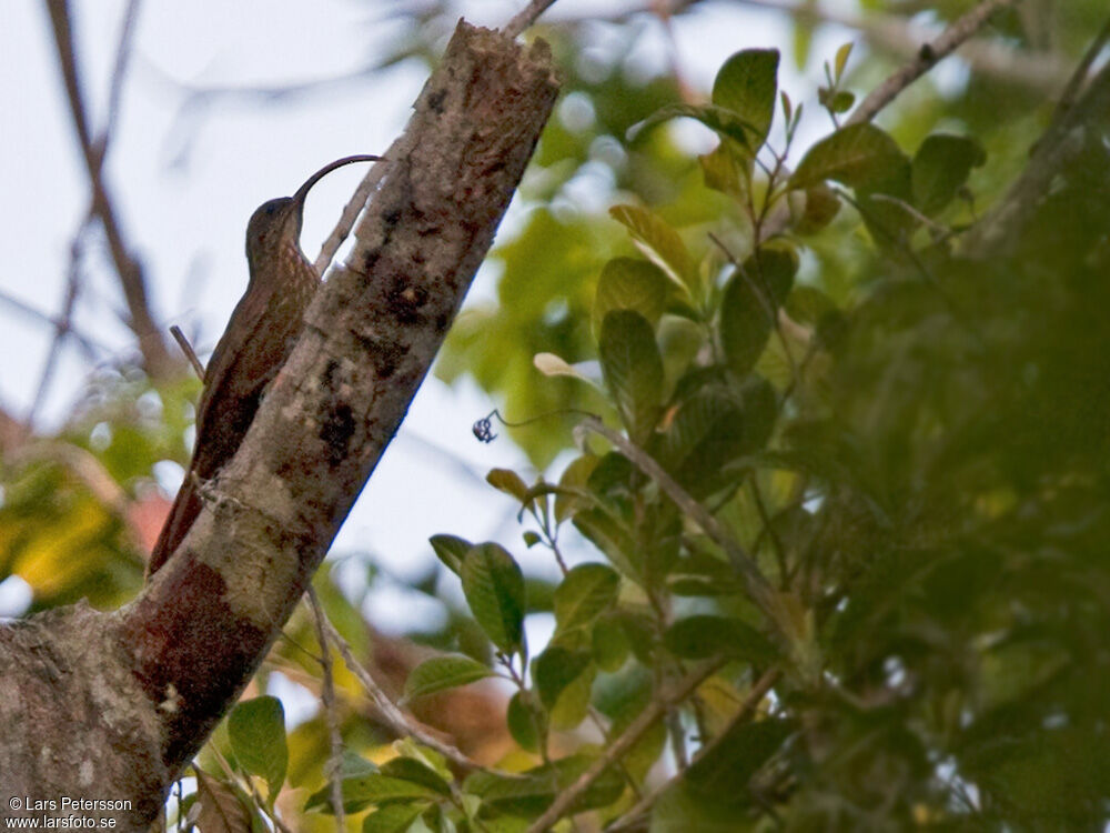 Red-billed Scythebill