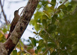 Red-billed Scythebill