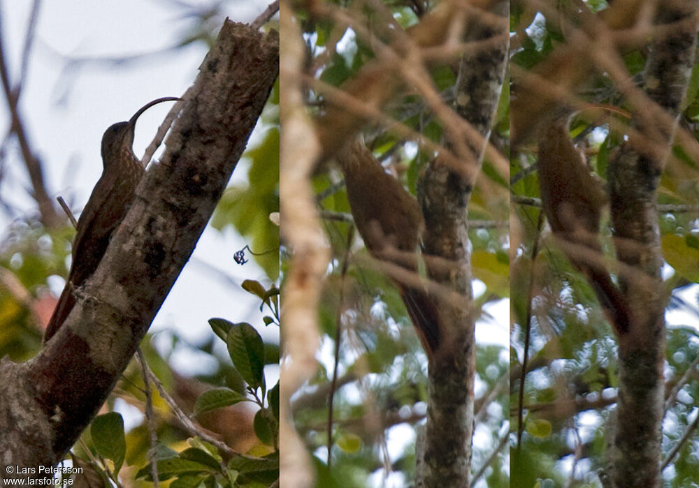 Red-billed Scythebill