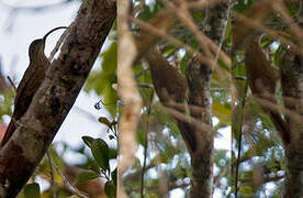 Red-billed Scythebill