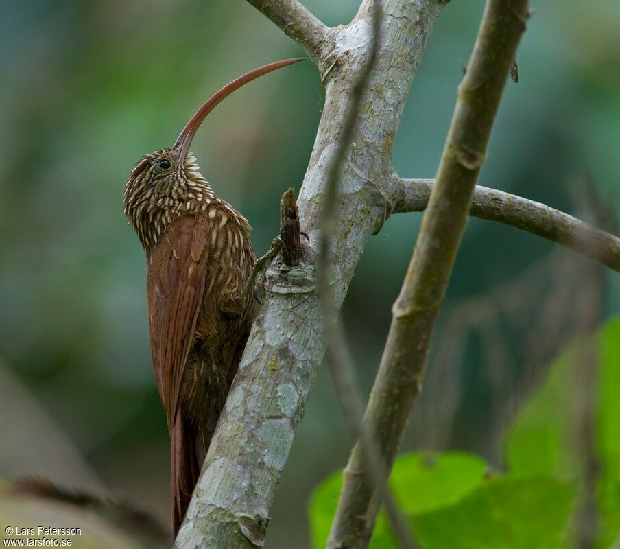 Red-billed Scythebill