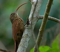 Red-billed Scythebill