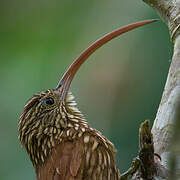 Red-billed Scythebill