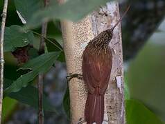 Red-billed Scythebill