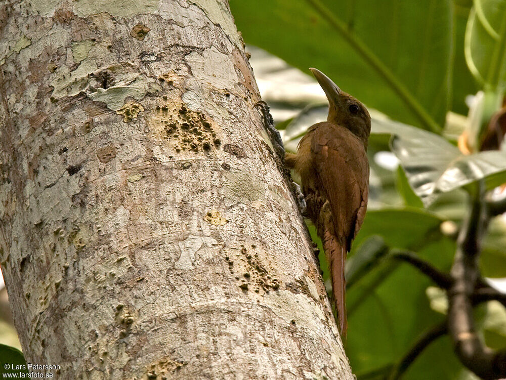 Cinnamon-throated Woodcreeper