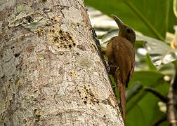 Cinnamon-throated Woodcreeper