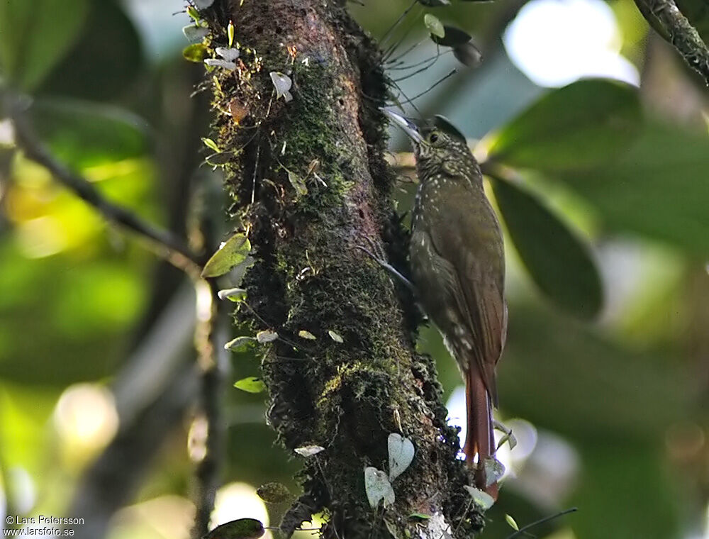 Olive-backed Woodcreeper